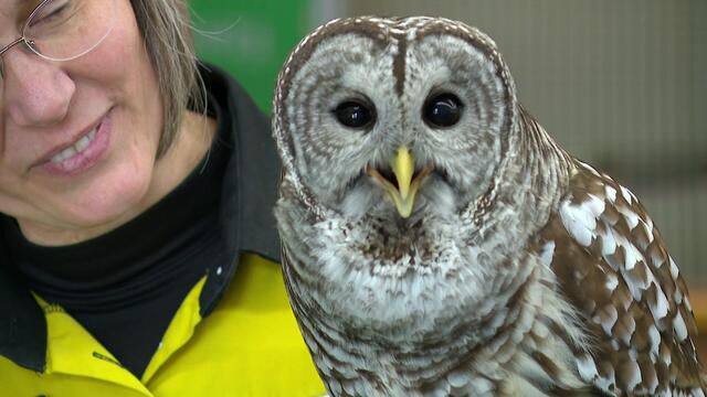 4p-pkg-festival-of-owls-preview-wcco78ub-00-01-5820.jpg 