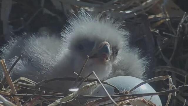 eaglet.jpg 
