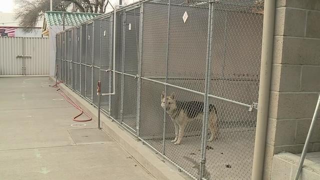 front-street-animal-shelter.jpg 