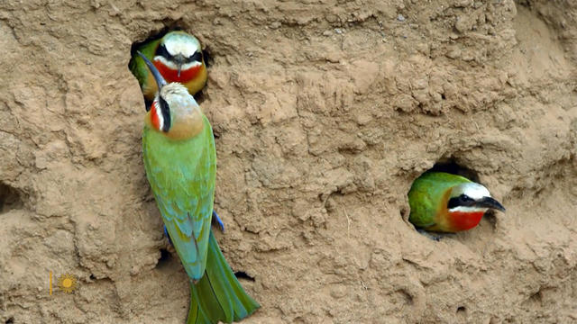 nature-white-throated-bee-eaters-1920.jpg 