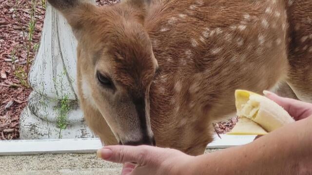 kdka baby the deer 