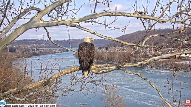 claire-us-steel-bald-eagle-nest.png 